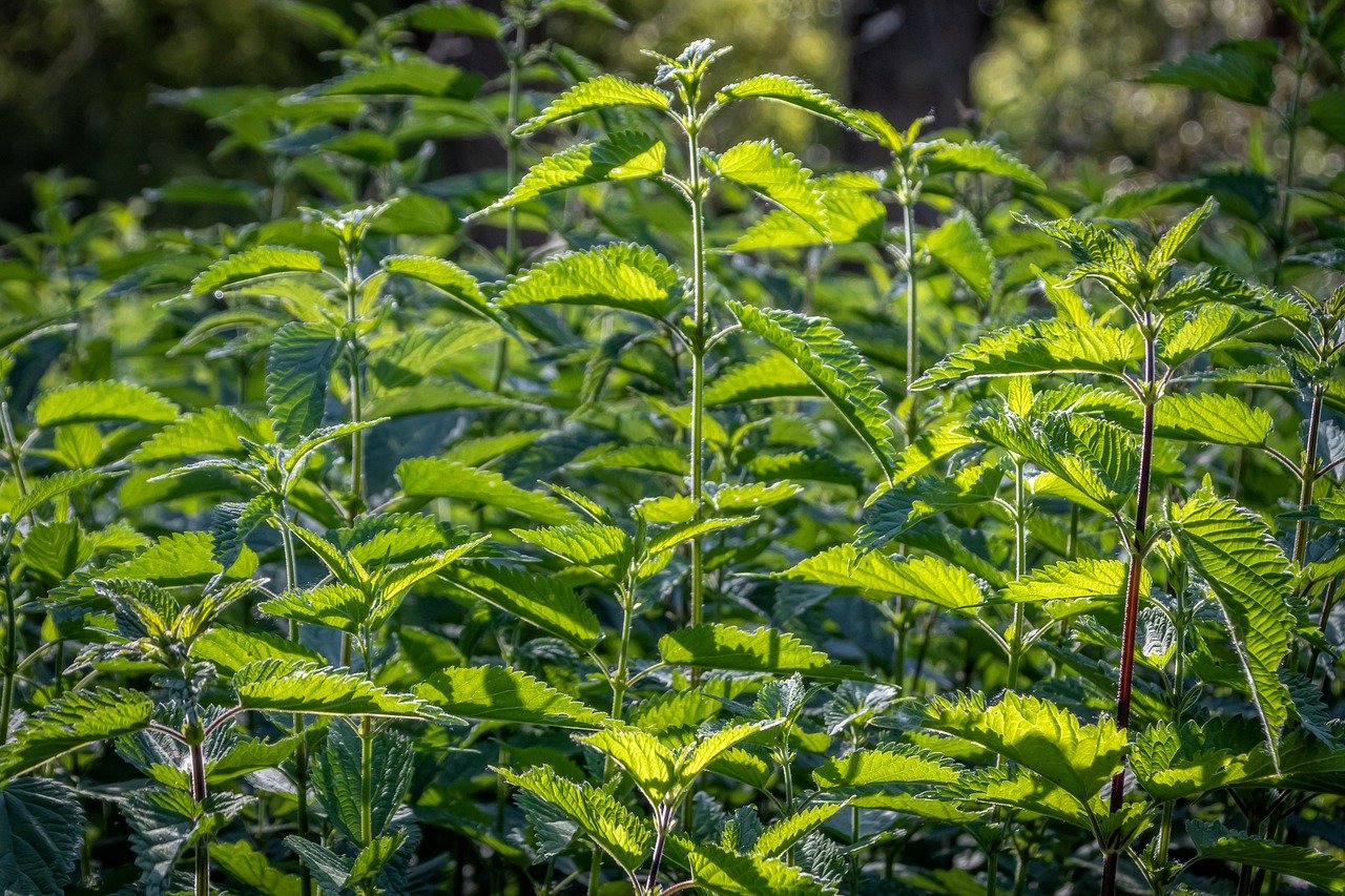 Nettles from the side view