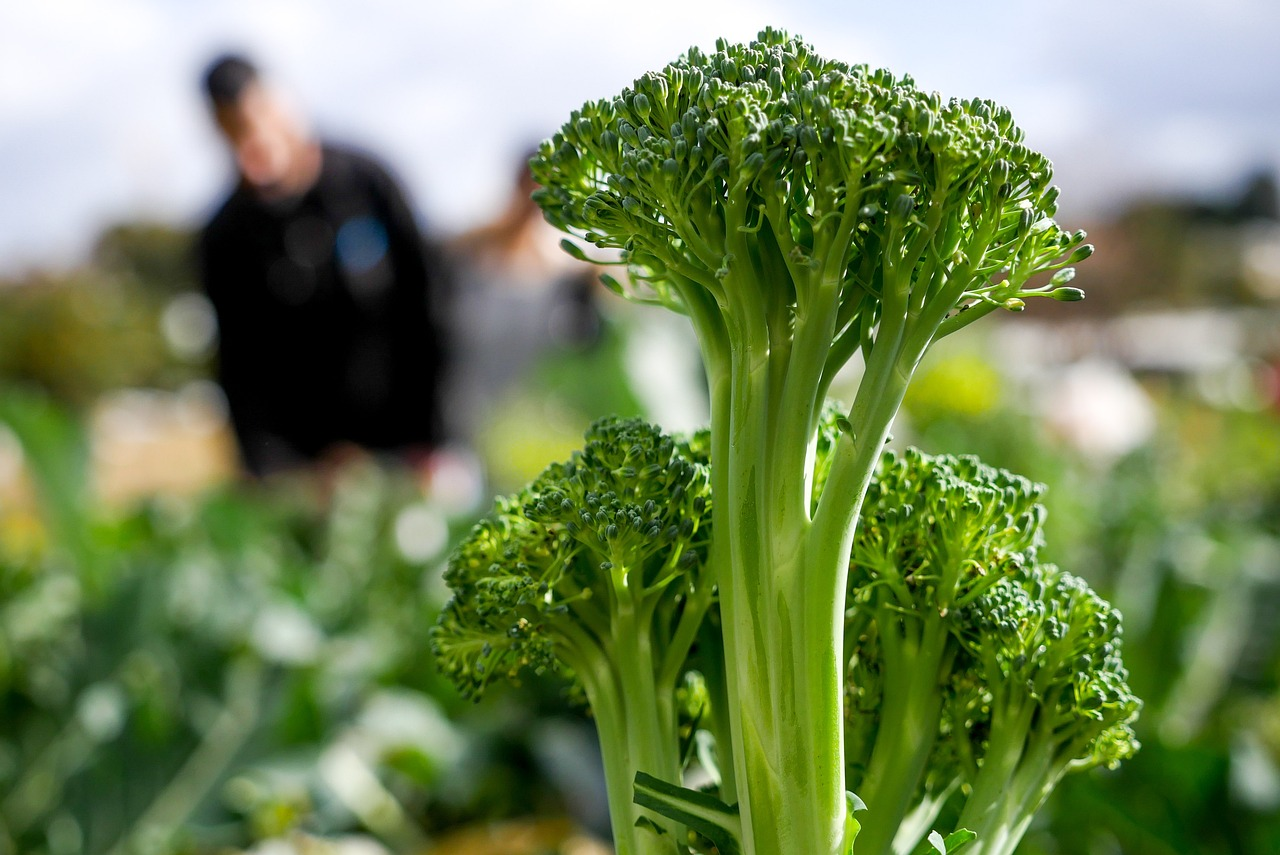 Planting & growing broccoli: it's that easy
