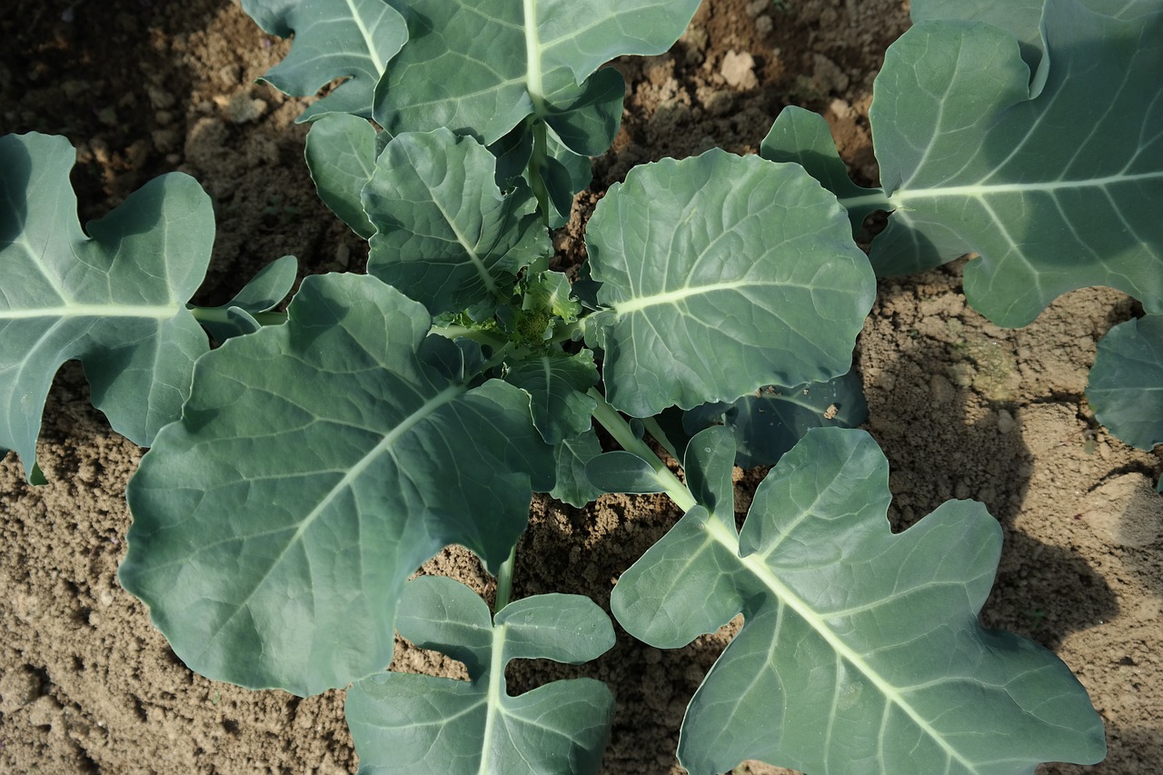 Broccoli young plant in the bed