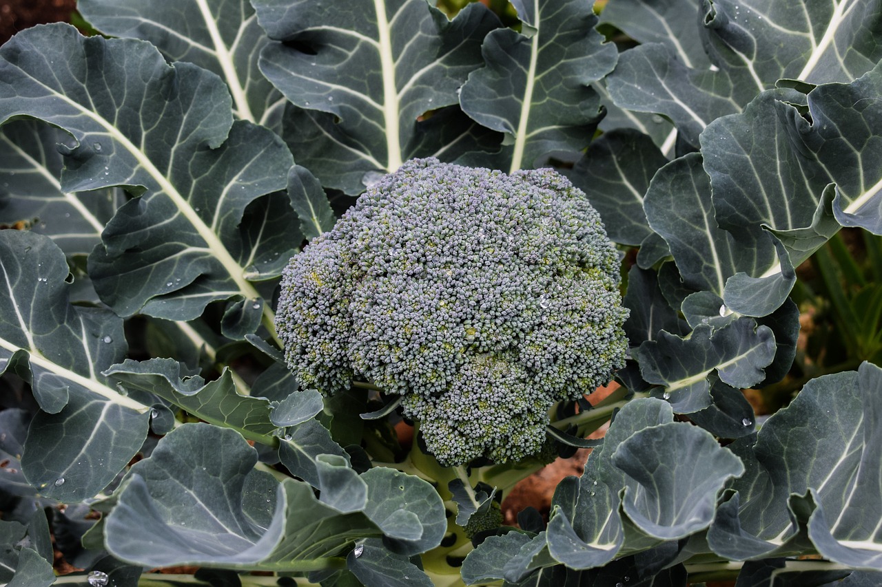 Broccoli plant with mature head and leaves