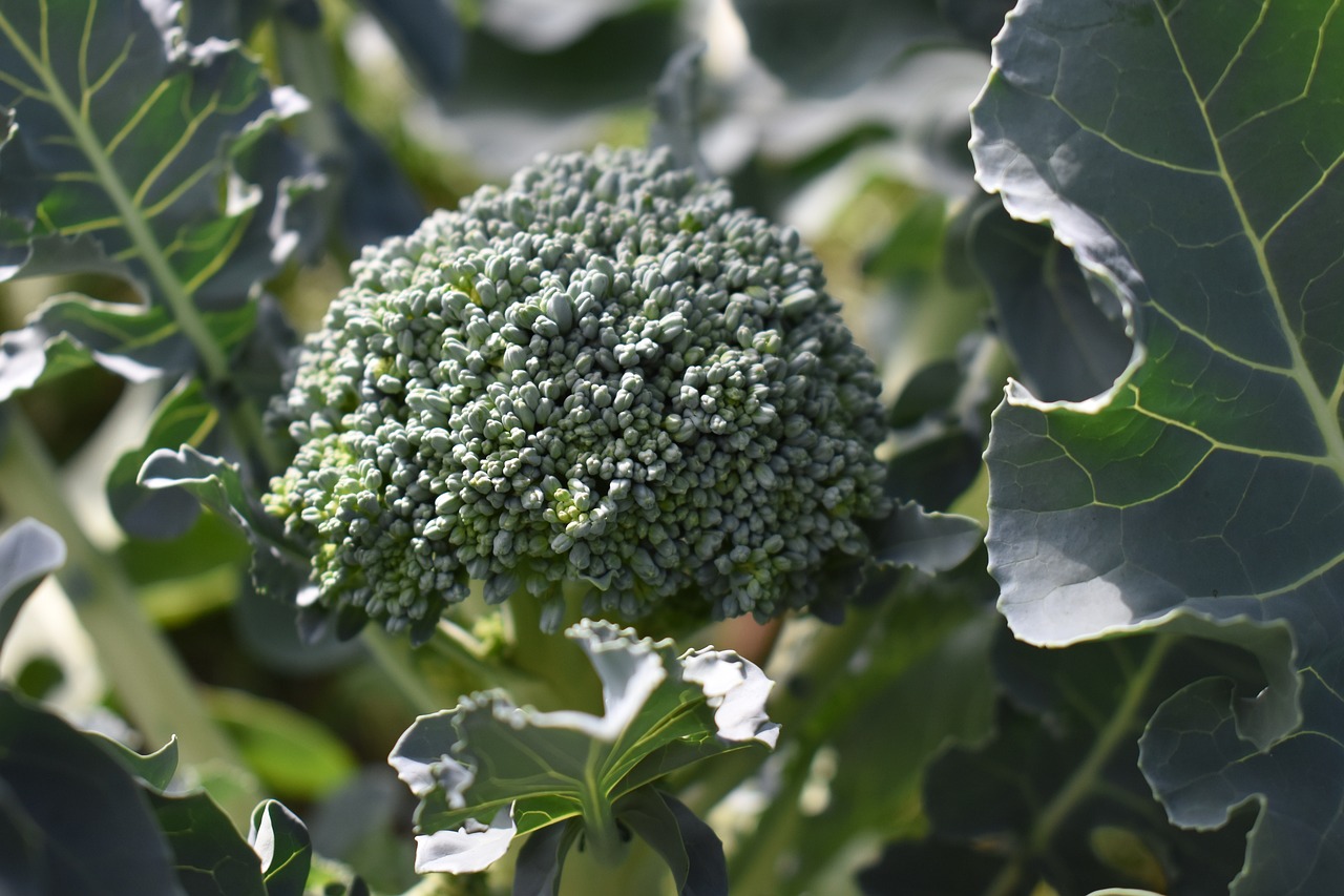 Ripe broccoli head