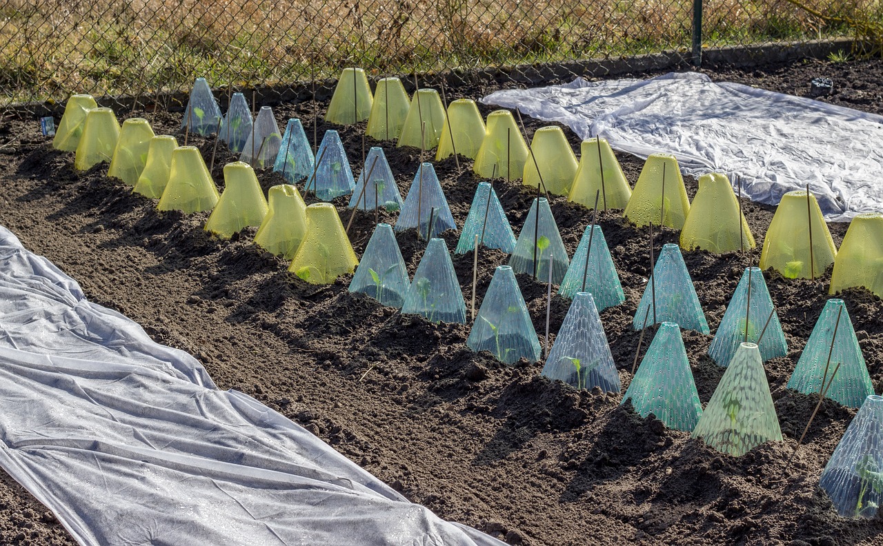 Frost protection for vegetable plants