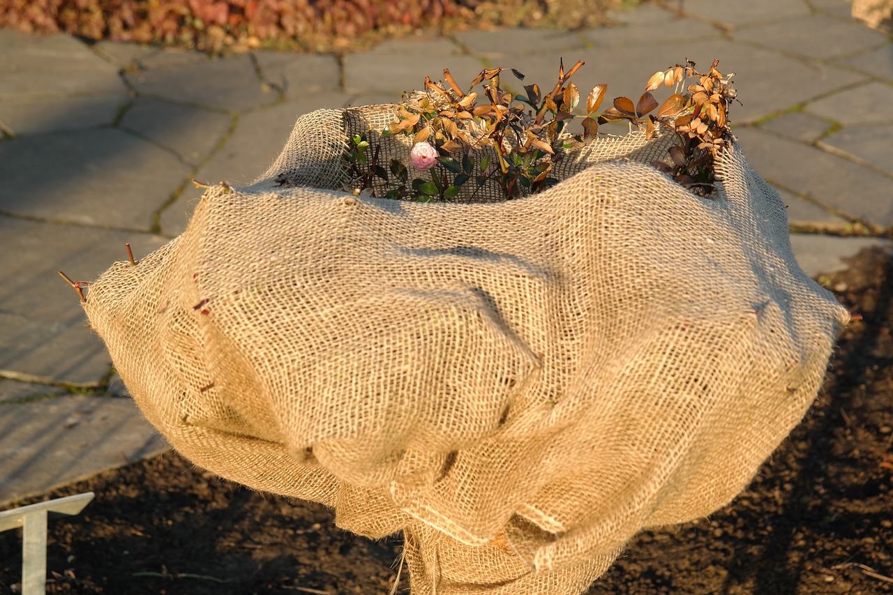 Frost protection for roses