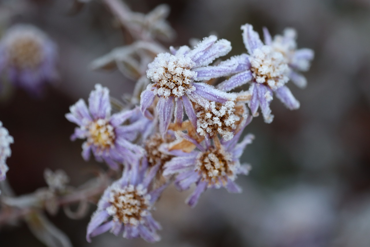 Late frost on flowers
