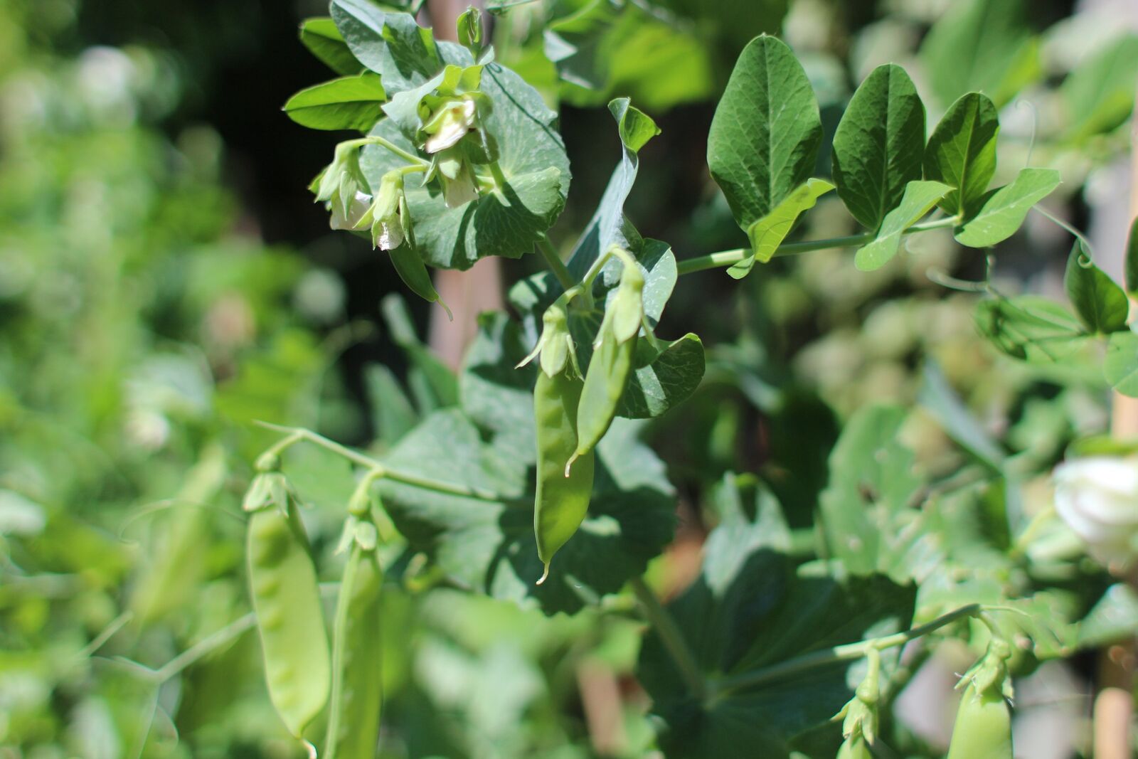 Sugar snap peas