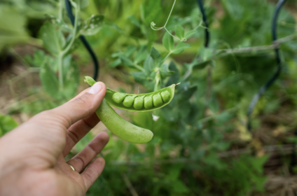 Harvesting & preserving peas
