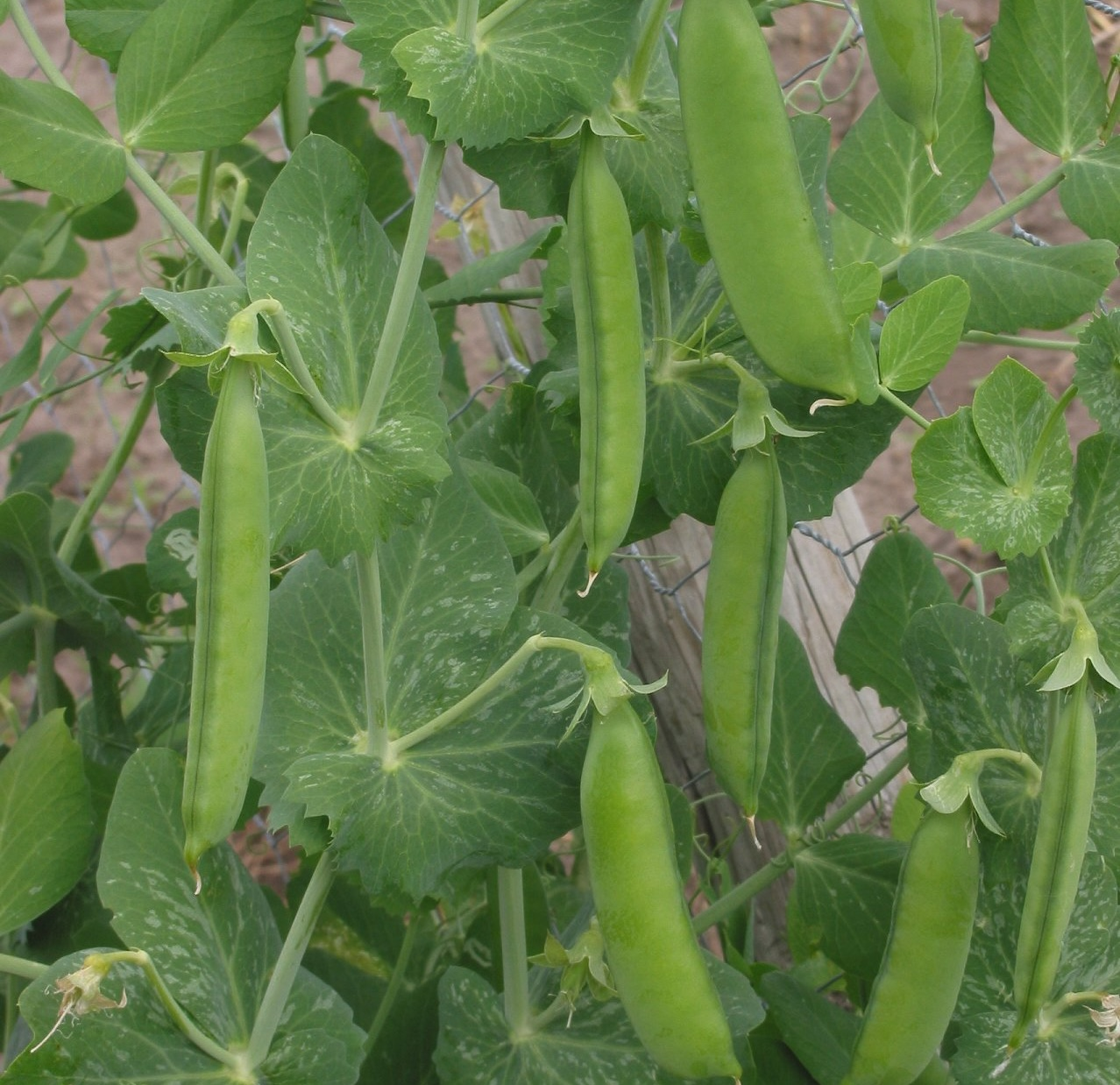 Erbsen im Garten 