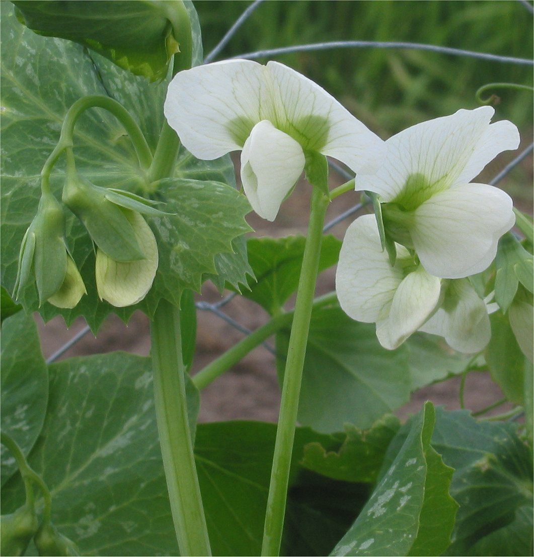 Erbse in der Blüte