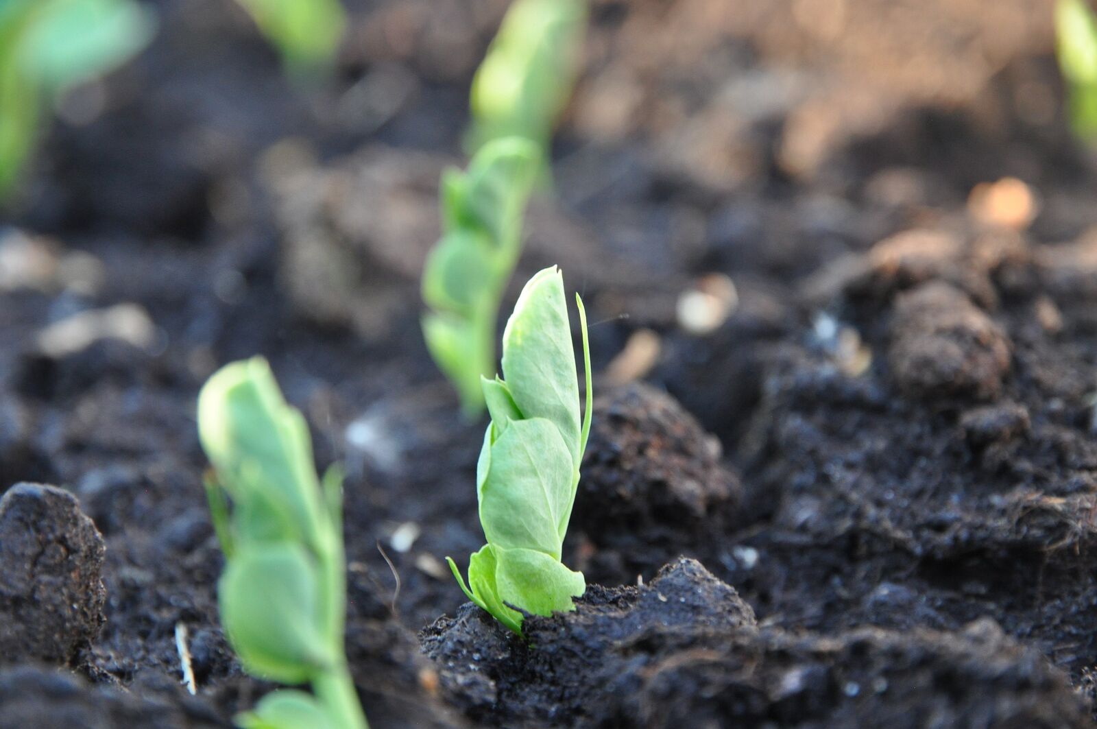 fresh pea seedlings