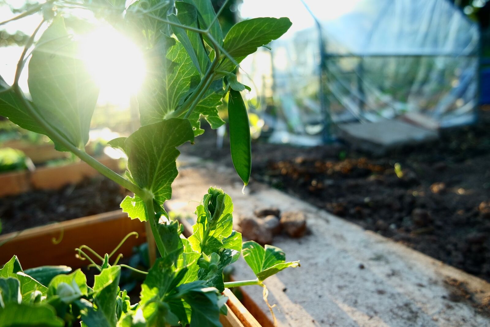 Peas in a pot