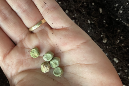 Sowing and propagating peas - what you need to know