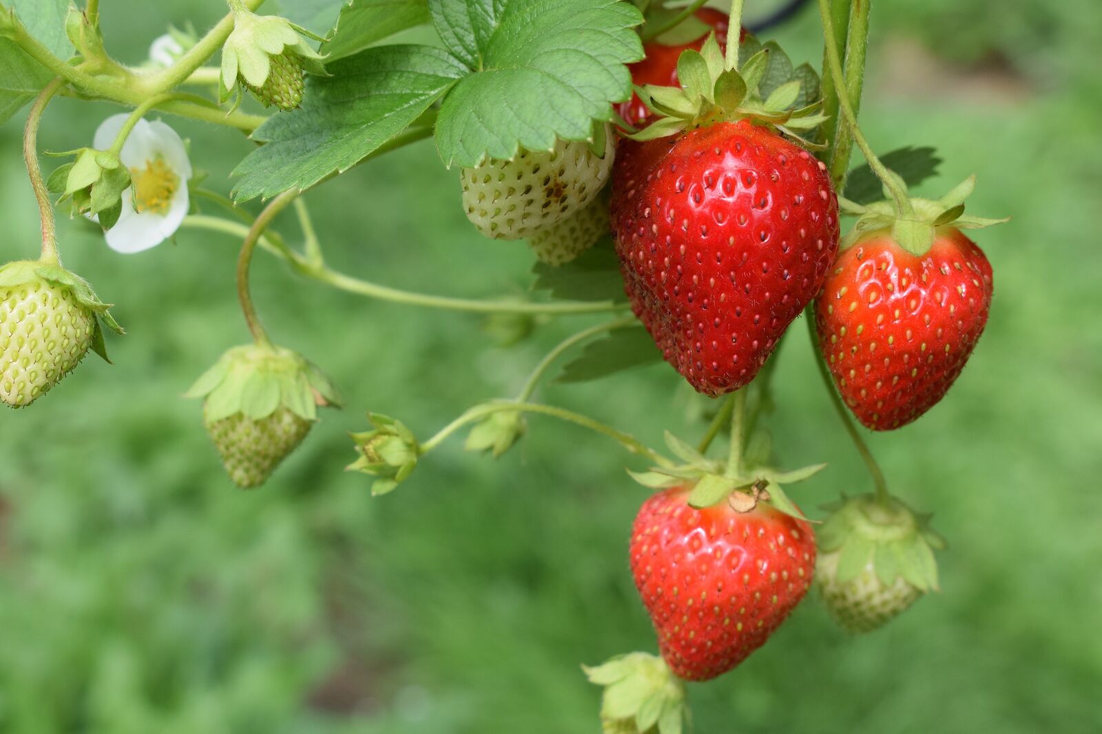 reife Erdbeeren an der Pflanze