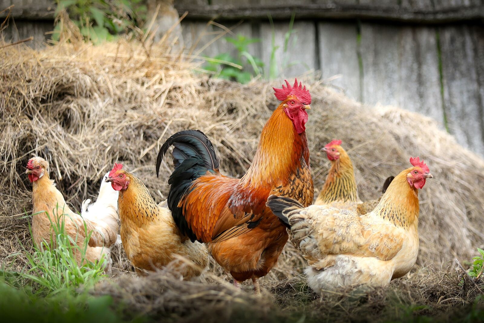 Chickens and rooster