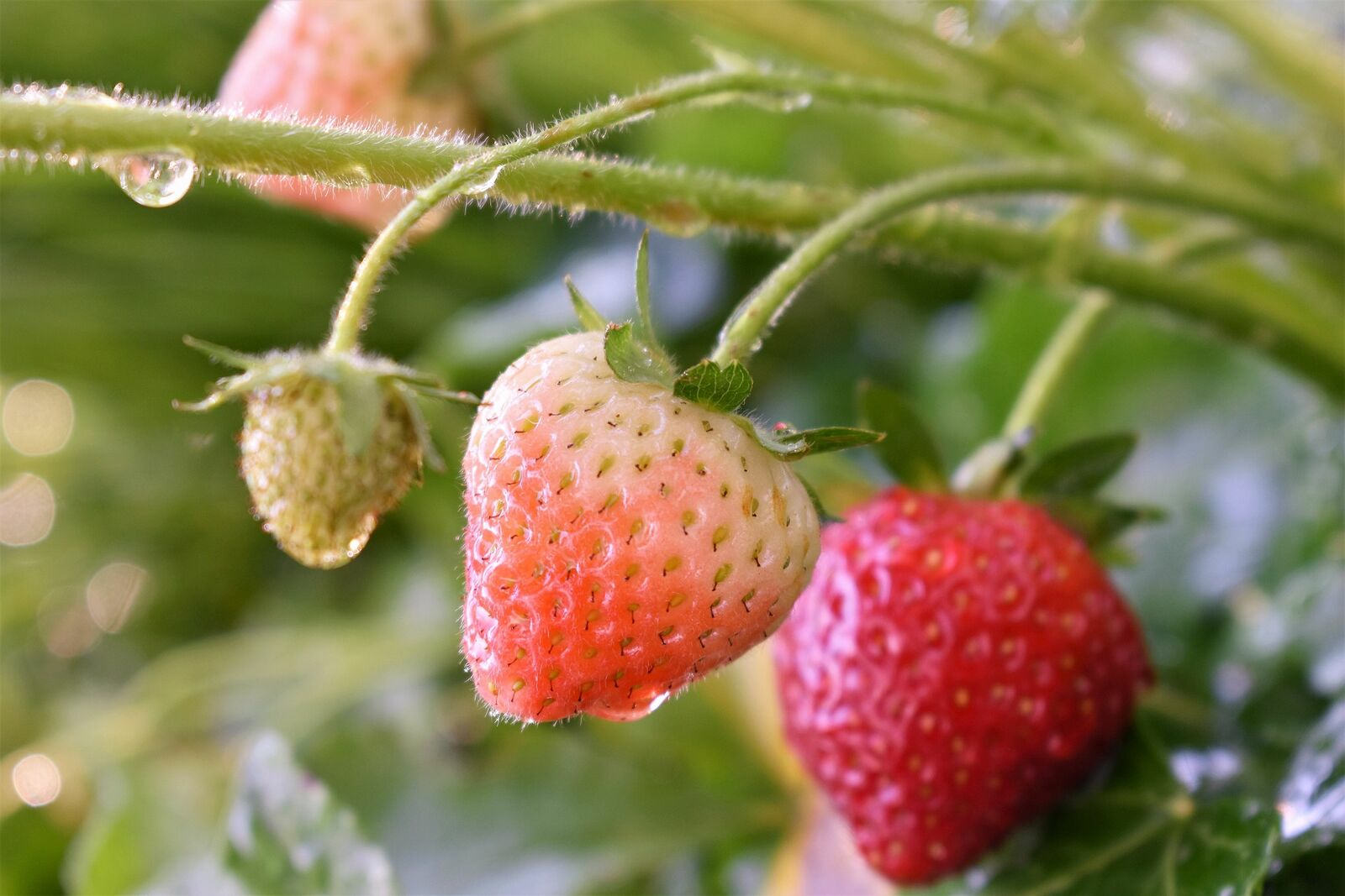 Fertilizing strawberries: Home remedies & natural fertilizers at a glance