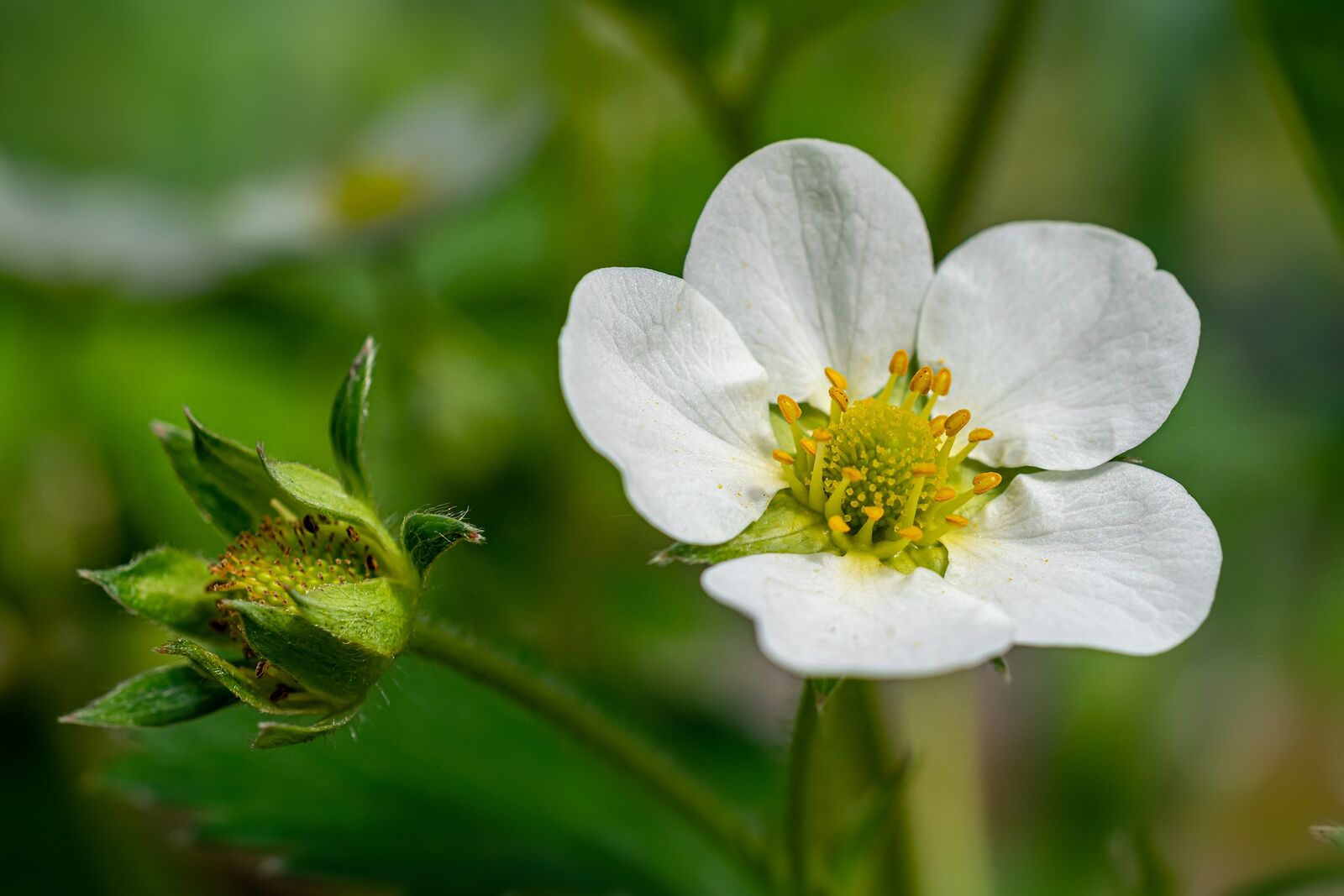 White strawberry blossom