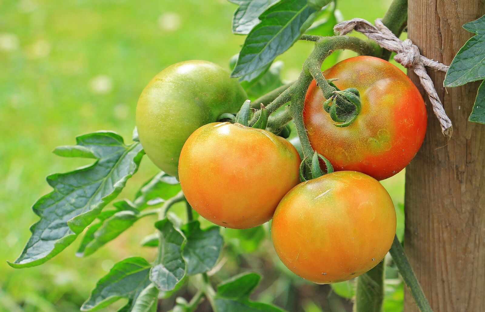 Tomatenpflanze mit reifen Tomaten
