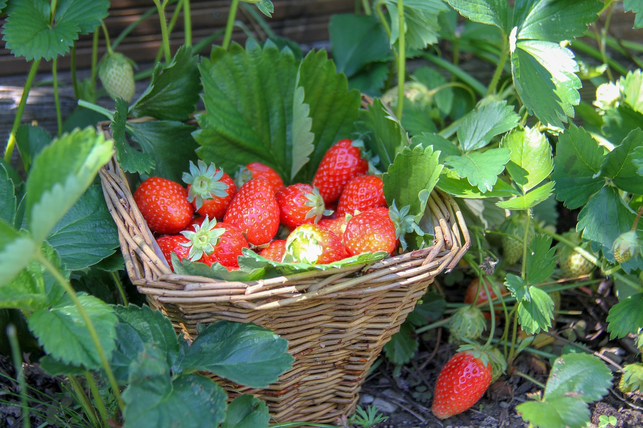 Erdbeeren pflanzen & pflücken: so gelingt's