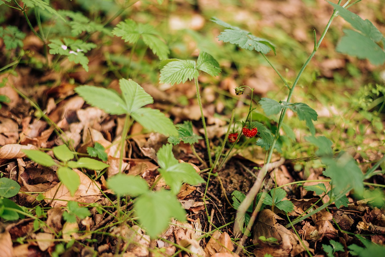 wild Walderberries