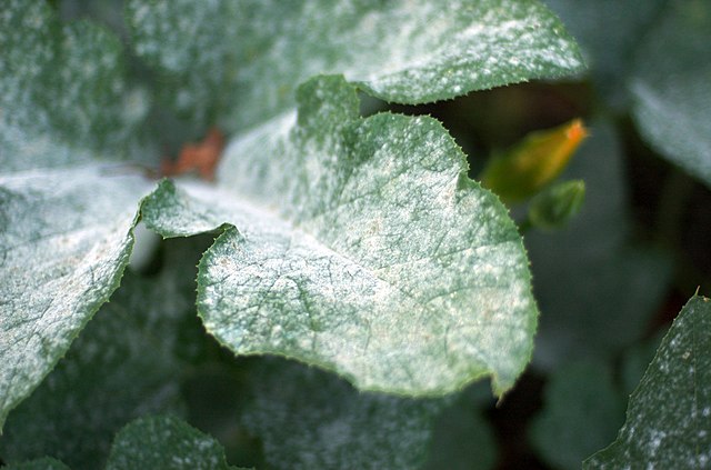 Powdery mildew on a pumpkin leaf