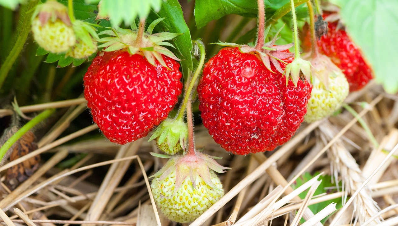 Ripe and unripe strawberries with straw mulch