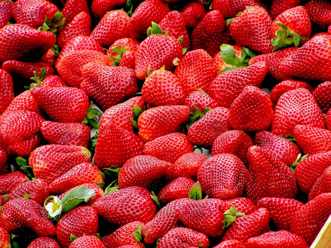 Erdbeeren pflegen, schneiden & überwintern: Tipps zur Pflege