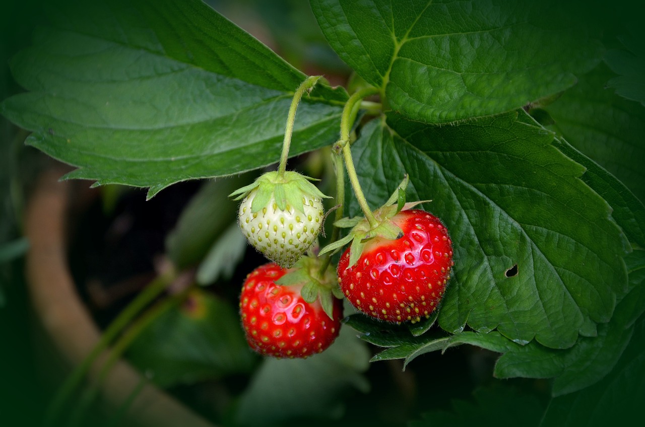 Erdbeeren im Topf