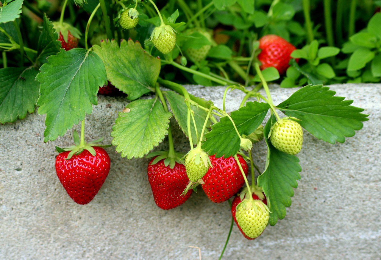 Erdbeerpflanze mit reifen und unreifen Früchten