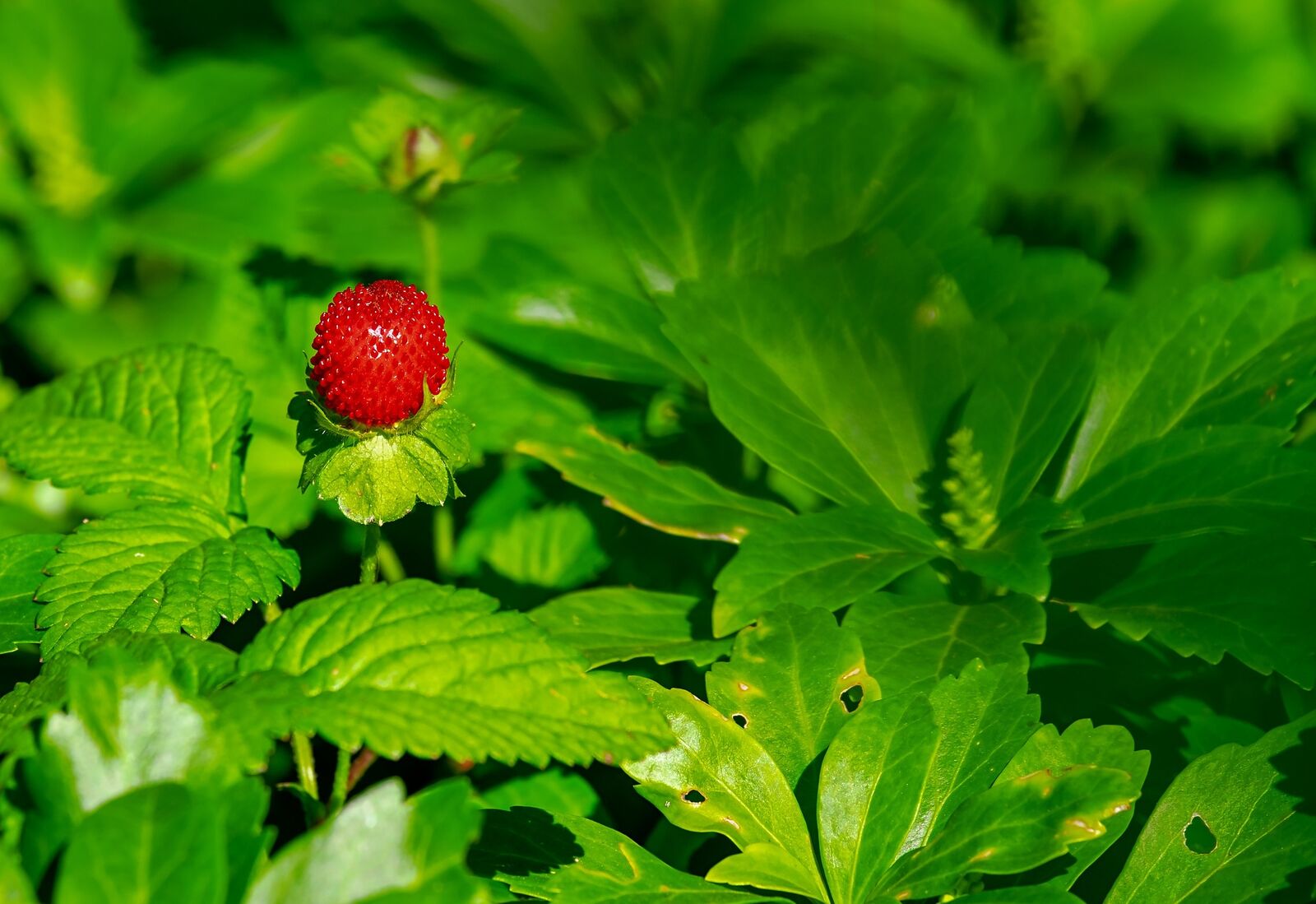 Wild strawberry with ripe strawberry