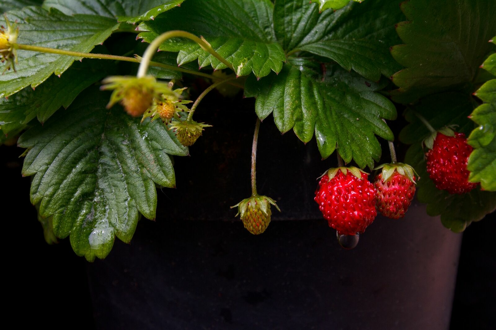 Strawberry varieties: list of popular varieties