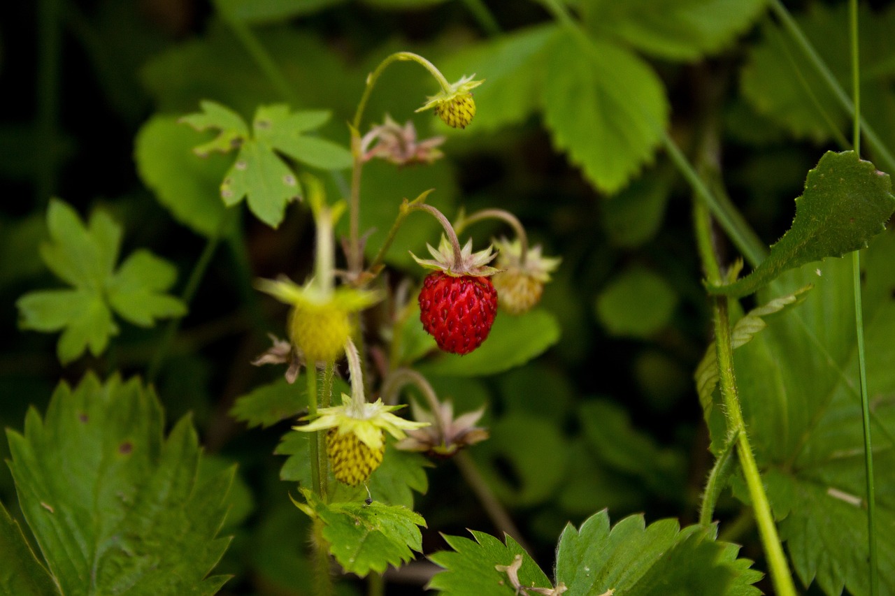 Walderdbeere mit reifer Erdbeere