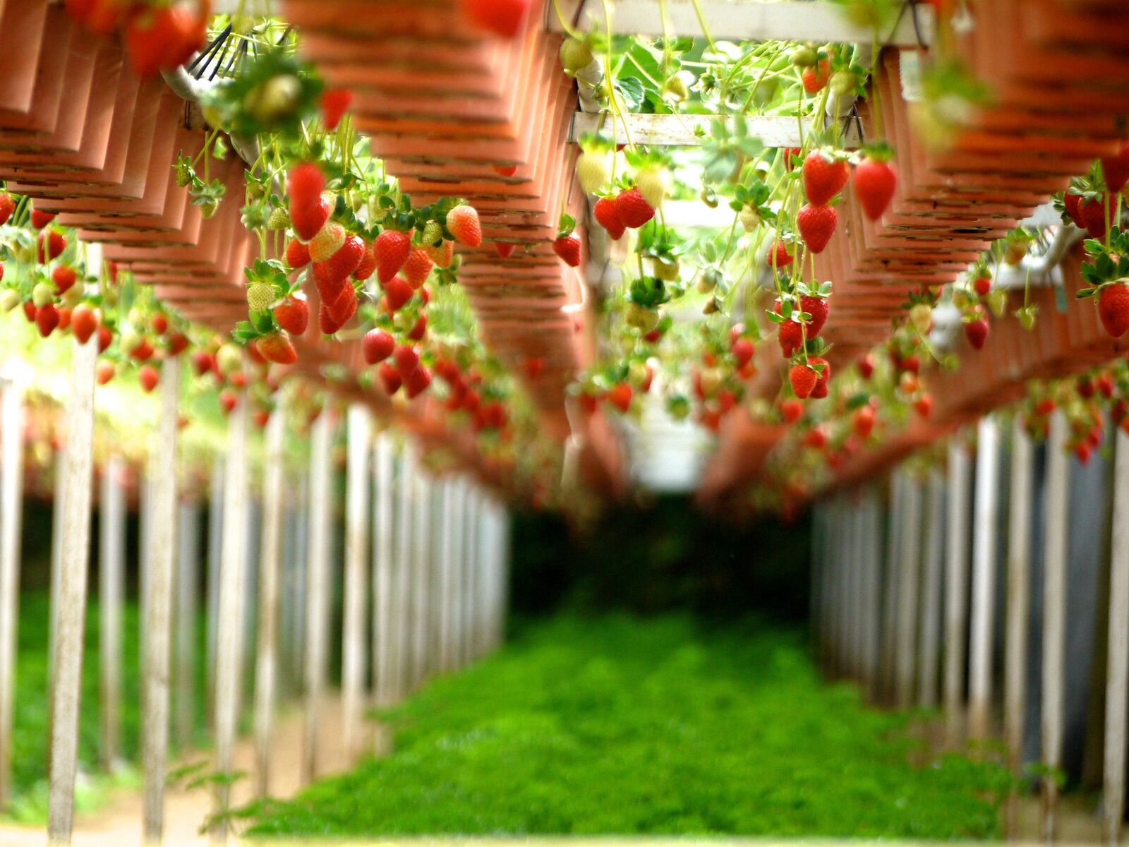 Hanging strawberry plants with fruit
