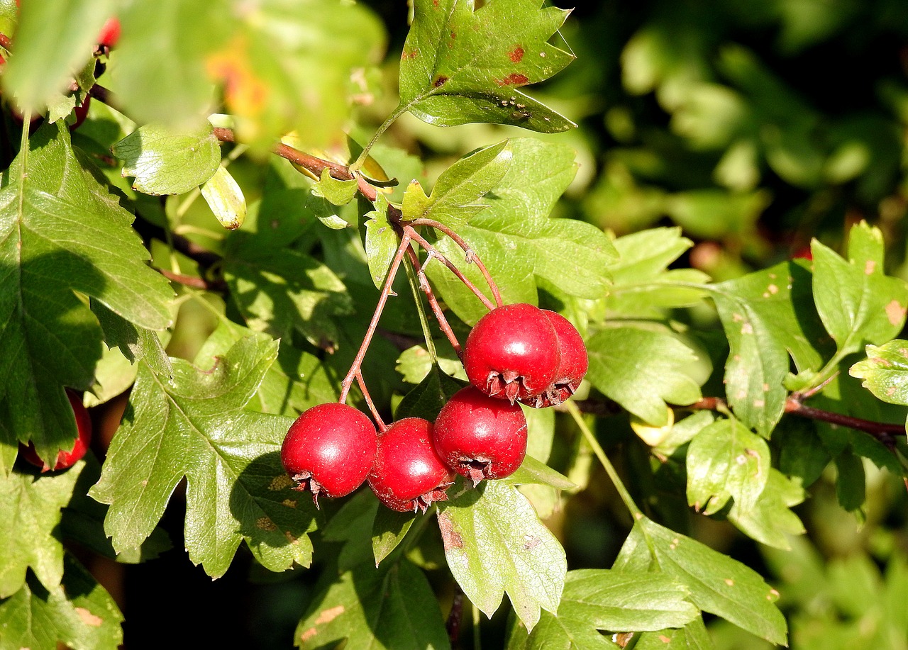 Hawthorn with fruit