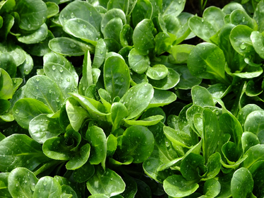 Sowing lamb's lettuce: tips on sowing, care & harvesting