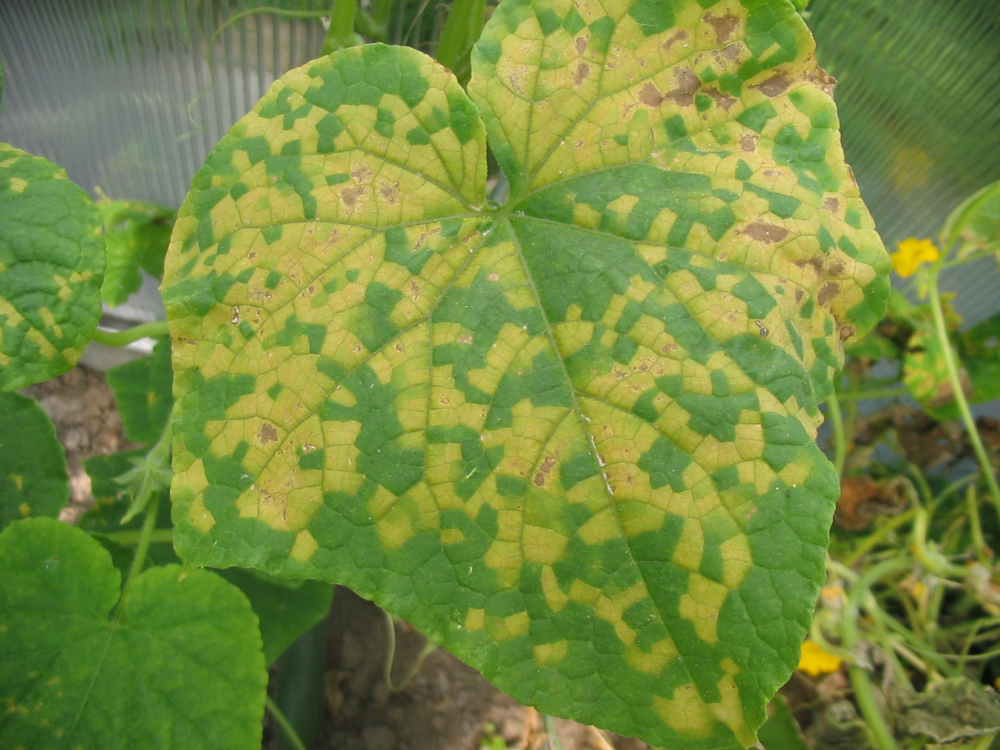 Powdery mildew on pumpkin leaves
