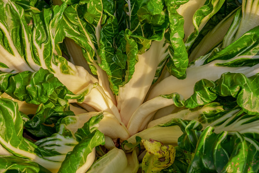 Swiss chard is a medium eater
