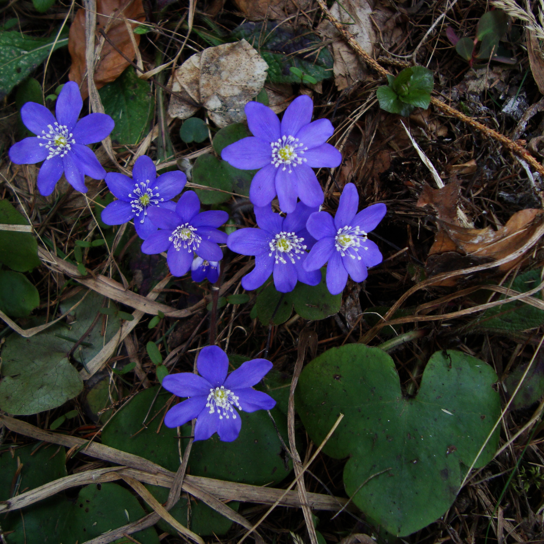 Blooming liverwort