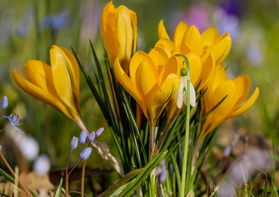 Early Bloomers: Spring Flowers in the Garden