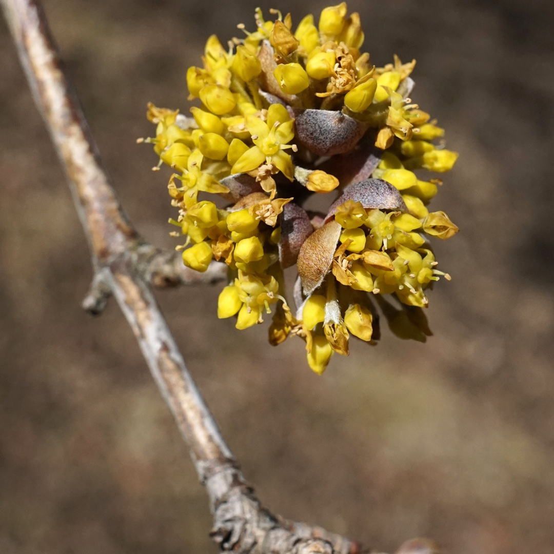 Wild cornelian cherry in bloom