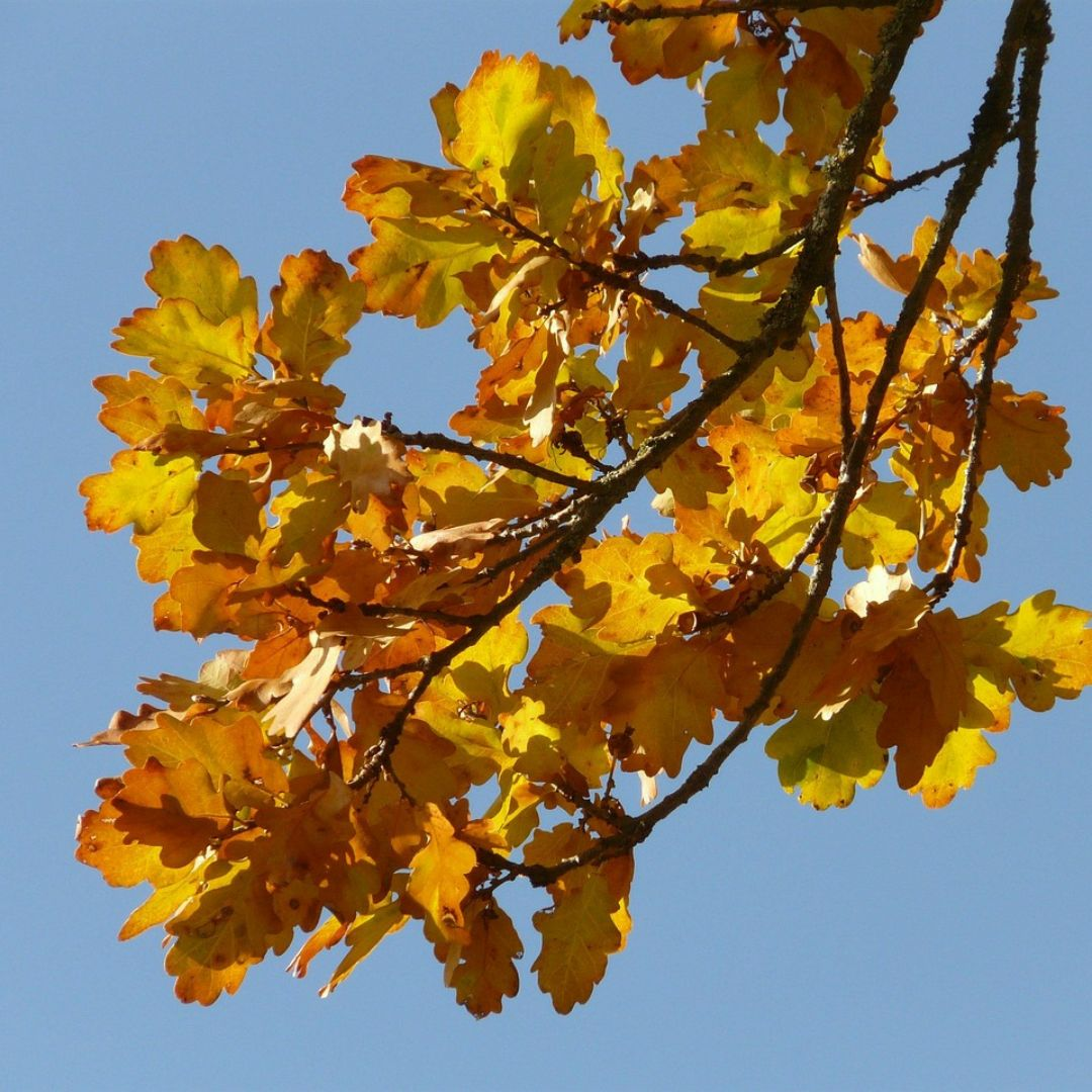 blattverfärbung wald