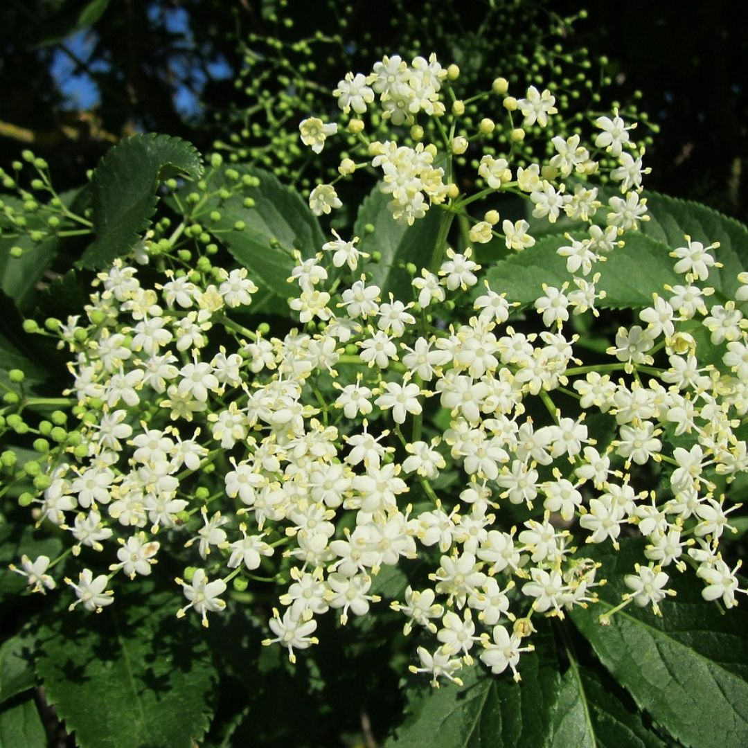 holunderblüte
