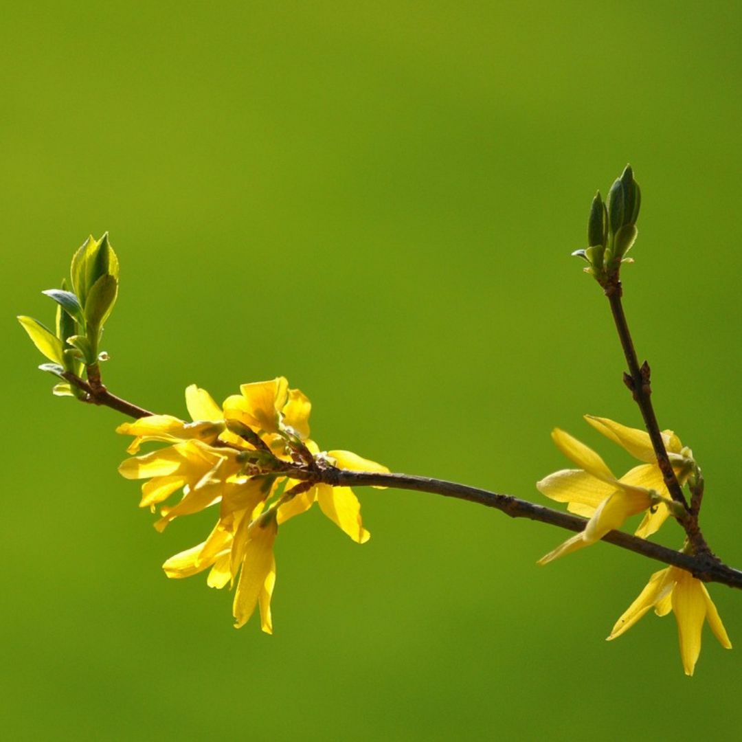 forsytieblüte