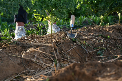 Gärtnern mit den phänologischen Jahreszeiten: Tipps für Gartenarbeiten