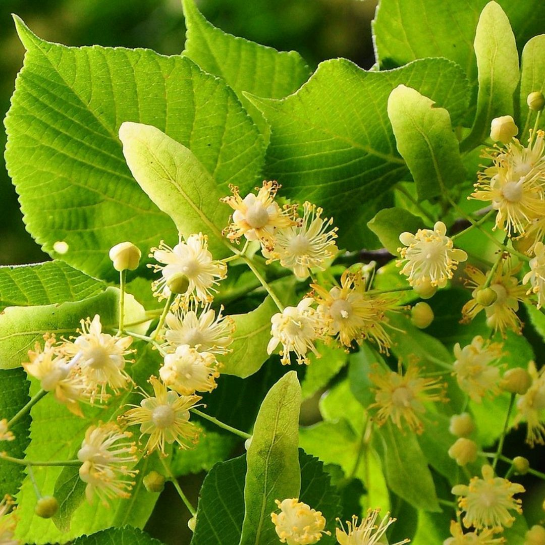 sommerlinde blüte
