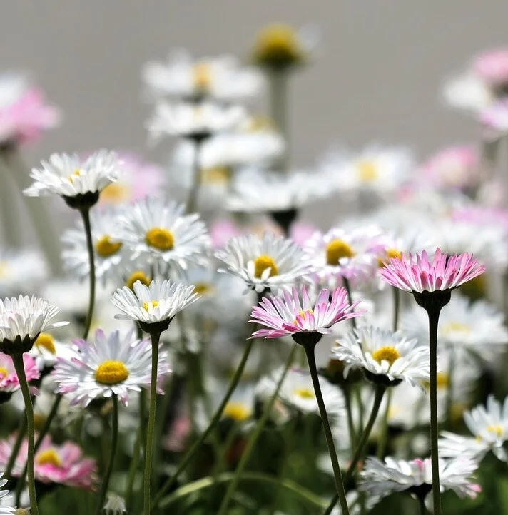 Daisy