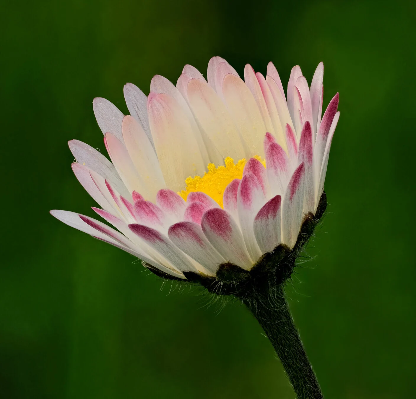 Flower of the daisy