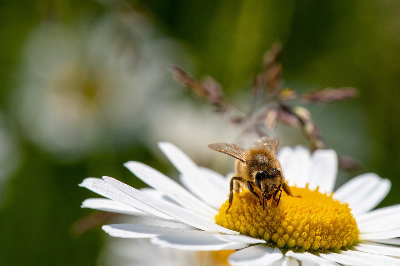 Gänseblümchen in der Blüte mit Insekt