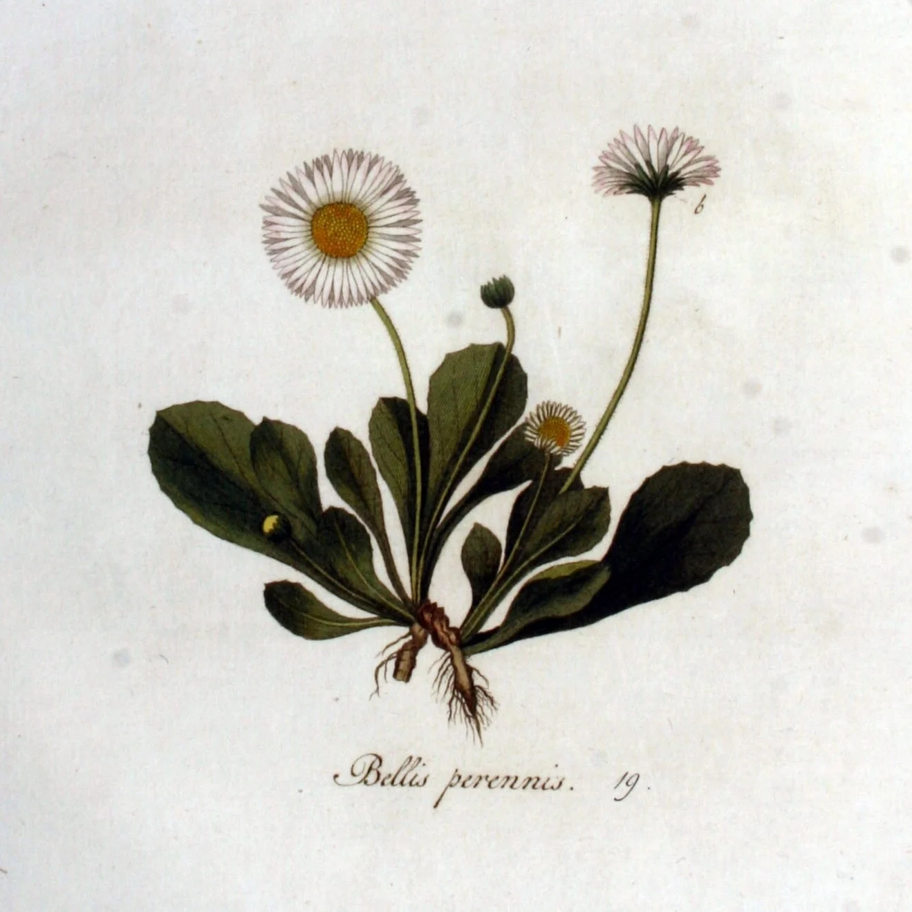 Daisy growth