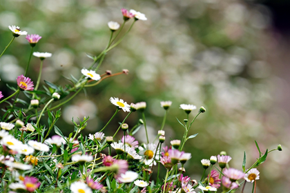 Gänseblümchen sammeln & essen: Tipps zur Heilwirkung