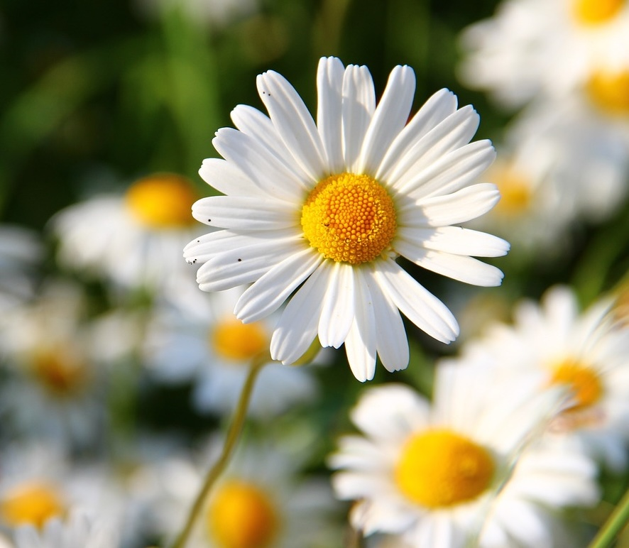 Gänseblümchen Blüte