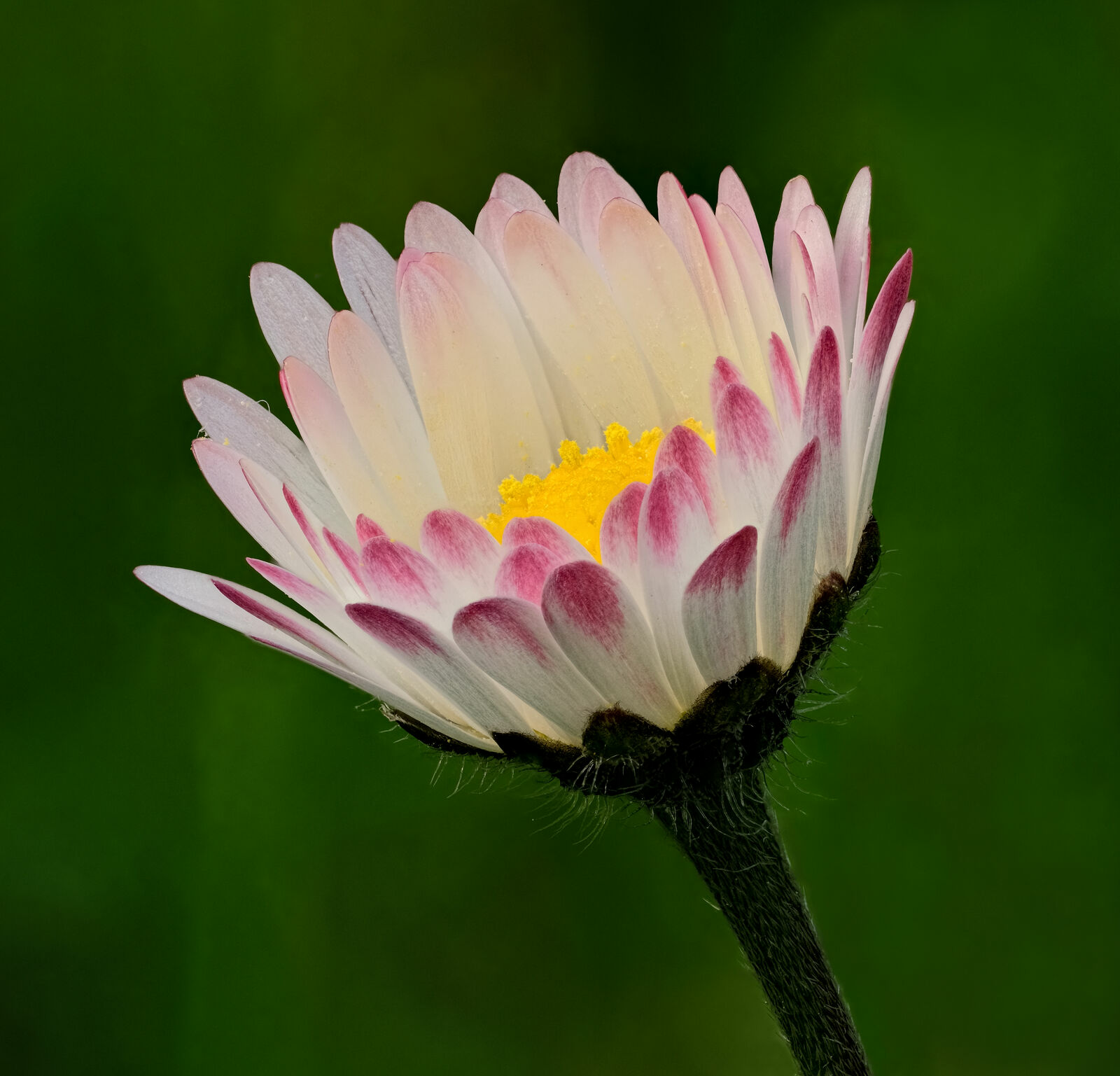 Blüte des Gänseblümchens